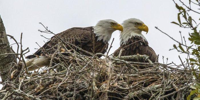 Biden’s America: Bald Eagle ‘Too Fat to Fly’ after Roadkill Binge