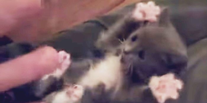 SELLERS: Surprise! The Fake News Is Still Fake